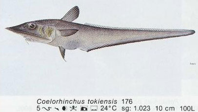 Coelorhinchus tokiensis